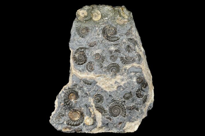 Ammonite (Promicroceras) Cluster - Marston Magna, England #176369
